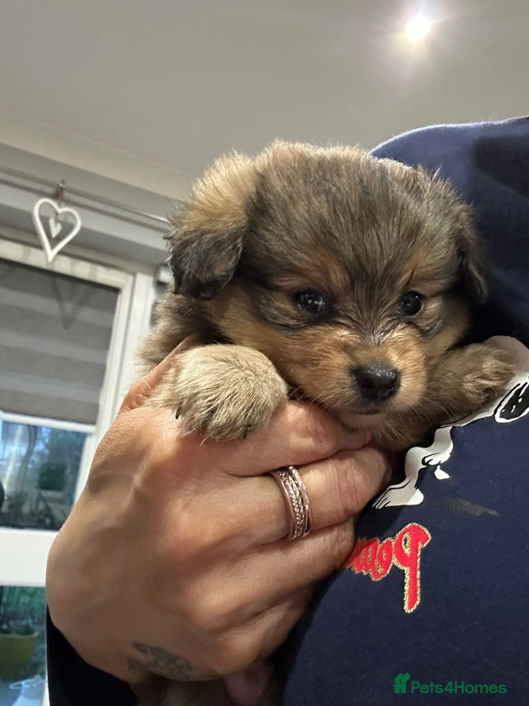 Mixed Breed dogs for sale: Adorable Miniature Dachshund Puppies - Advert 11