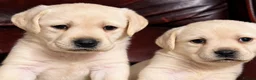 Labrador Retriever dogs for sale: KC REG HEALTH TESTED LABRADOR PUPPYS QUALITY LINES - Advert 7