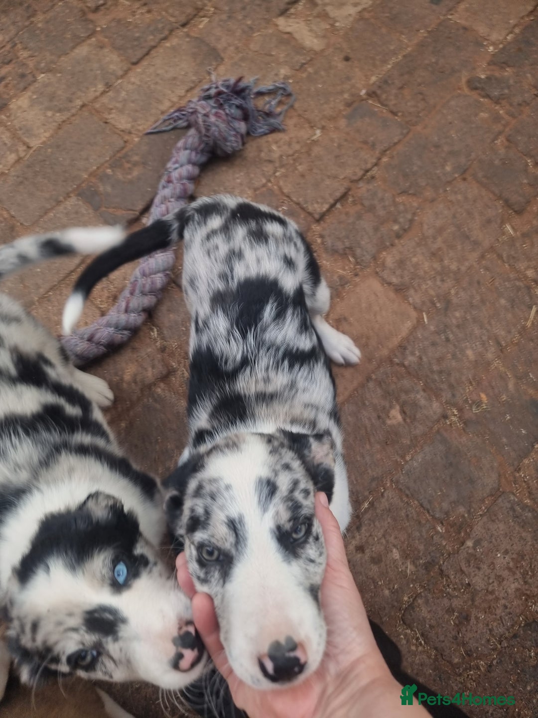 Border Collie dogs for sale: Red, and blue merle, tri, b/w collies farm reared - Image 26