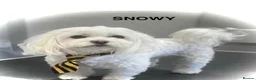 Maltipoo dogs for sale: Beautiful Maltipoochon puppies  - Advert 17