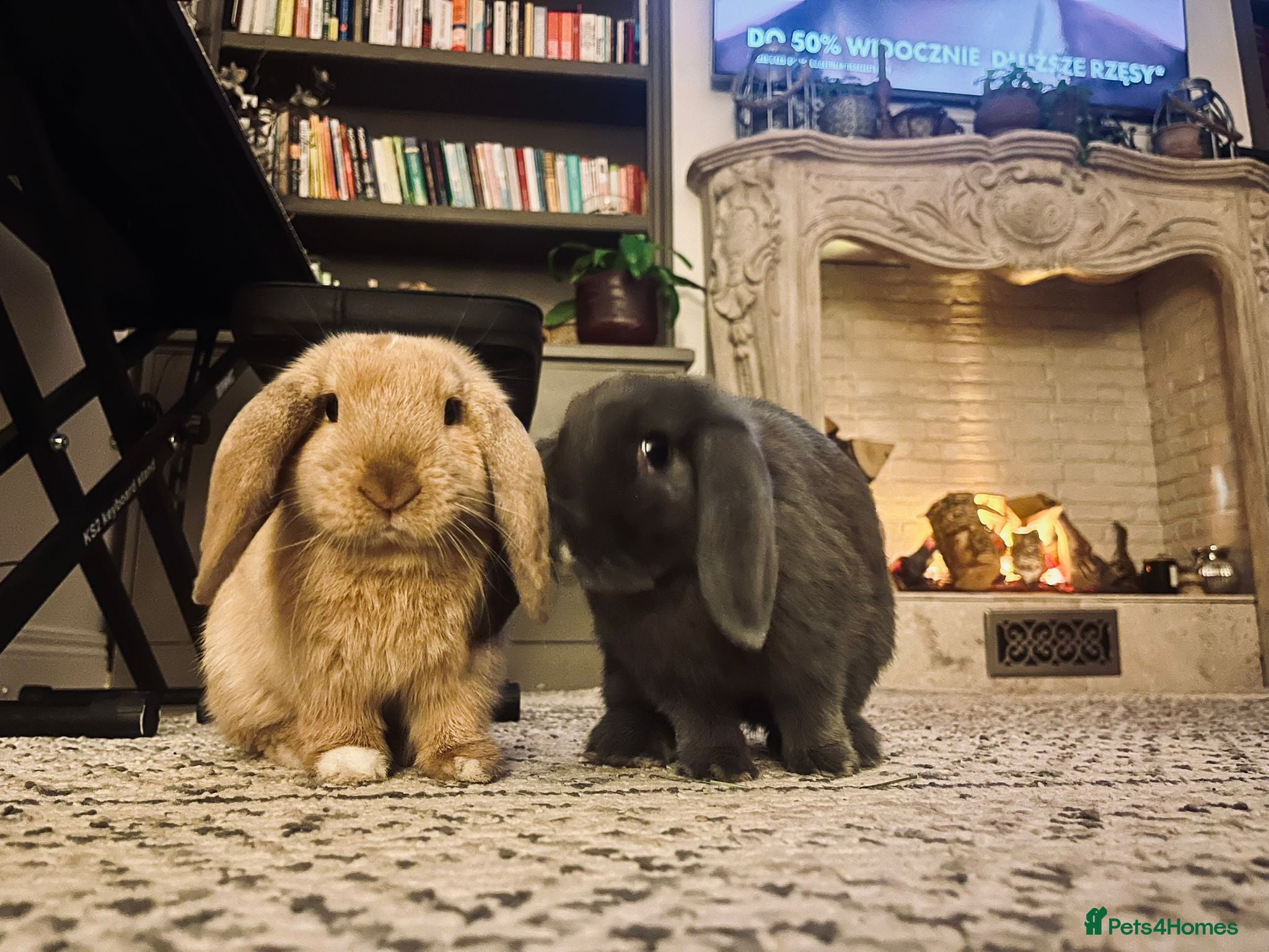 Mixed Breed rabbits Two Holland Lop Rabbits - Advert 1