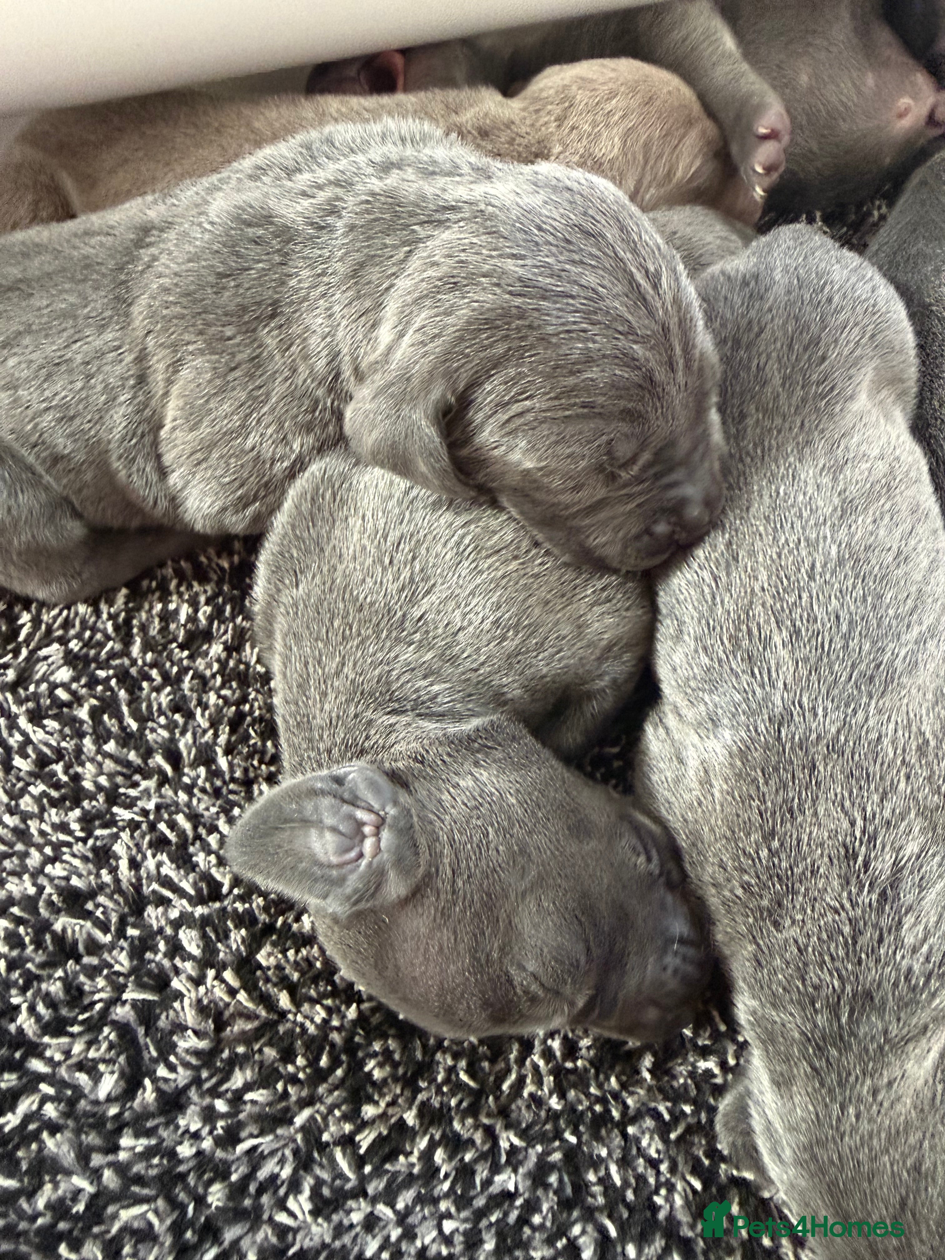 Weimaraner dogs KC Registered Weimaraner Puppies - Advert 2