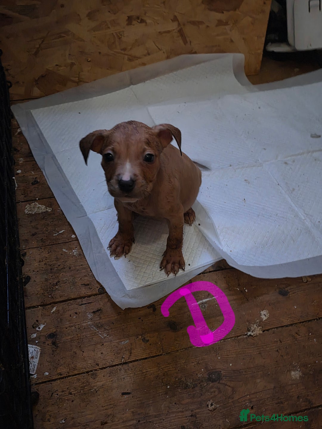 Mixed Breed dogs for sale: 3 female 9 week old puppies - Advert 3