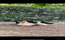 Ducks poultry for sale: Cayuga and Orpington ducks  - Image 2