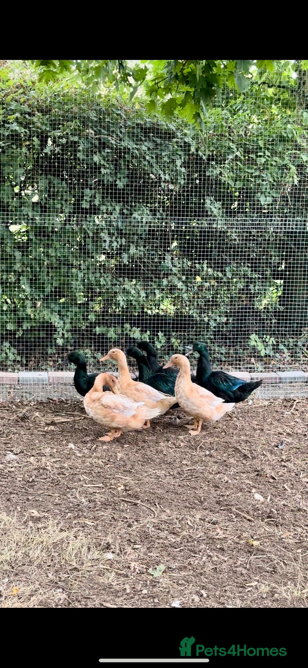 Ducks poultry for sale: Cayuga and Orpington ducks  - Image 2
