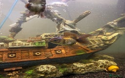 Goldfish fish for sale: Oranda goldfish  - Image 10