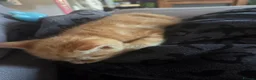 Mixed Breed cats for sale: Very loving Kittens  - Advert 6