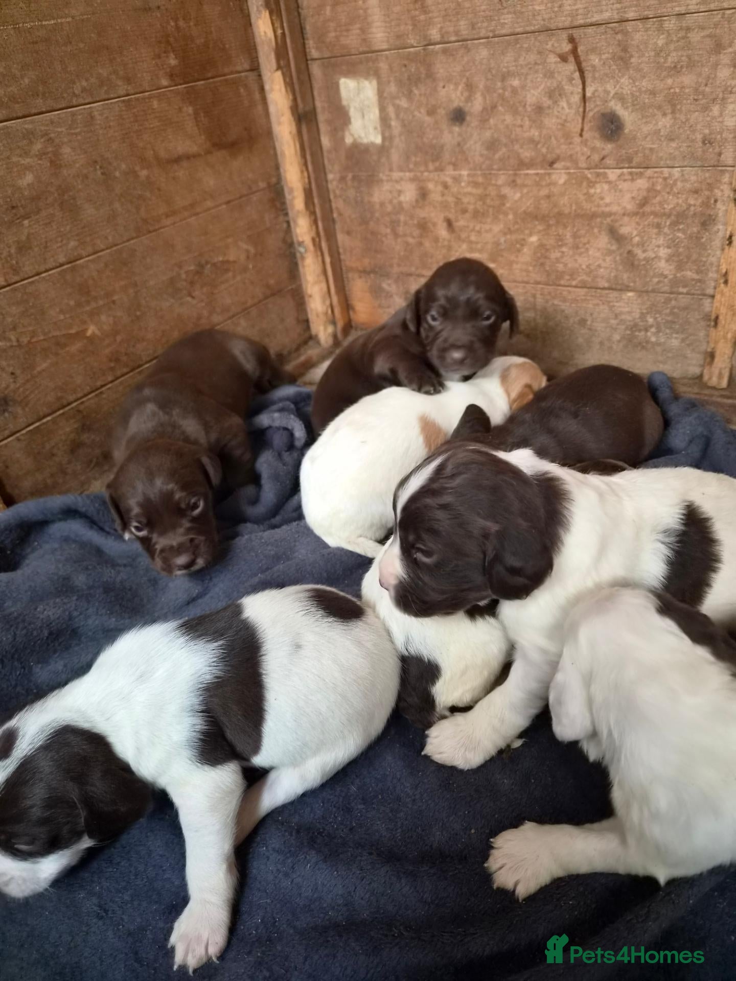 Mixed Breed dogs for sale: 8 mixed puppy's avaliable  - Advert 6