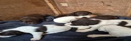 Mixed Breed dogs for sale: 8 mixed puppy's avaliable  - Advert 1