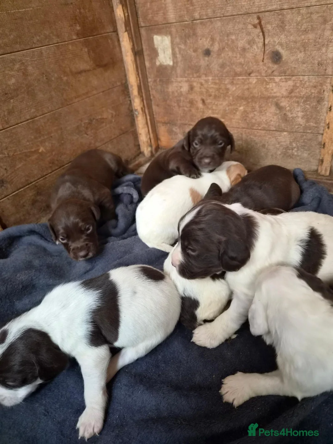 Mixed Breed dogs for sale: 8 mixed puppy's avaliable  - Advert 1