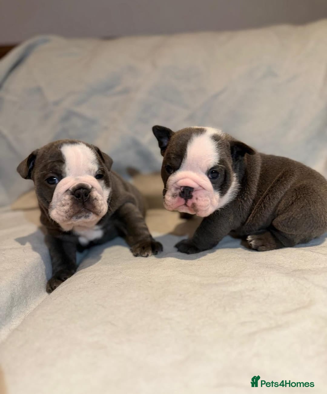 English Bulldog dogs for sale: Stunning Blue & White English Bulldog Puppies!  - Advert 1