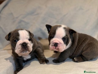 English Bulldog dogs Stunning Blue & White English Bulldog Puppies! - Advert 1