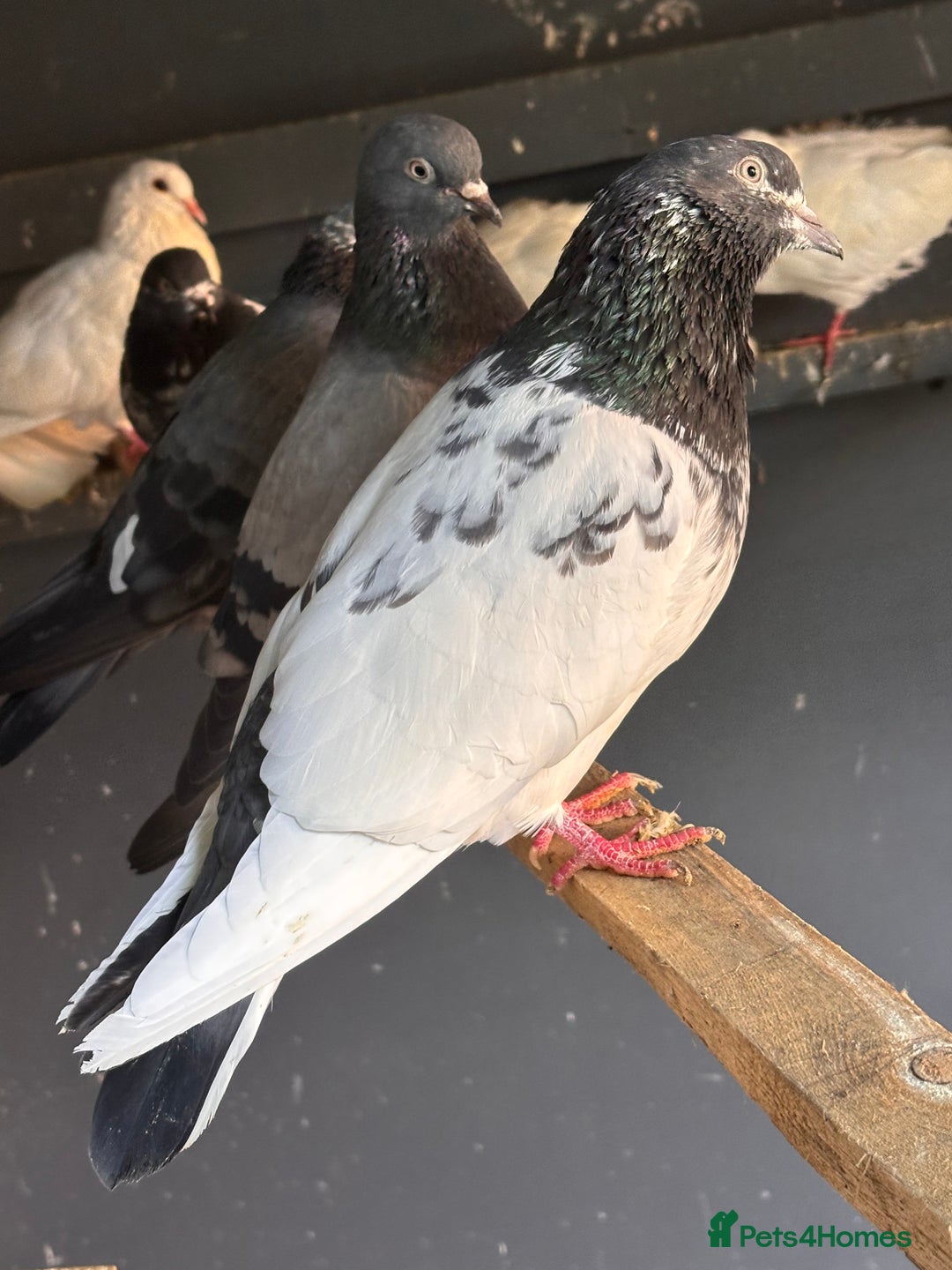 Pigeons birds for sale:  Pakistani and Iranian pigeon for sale  - Image 3