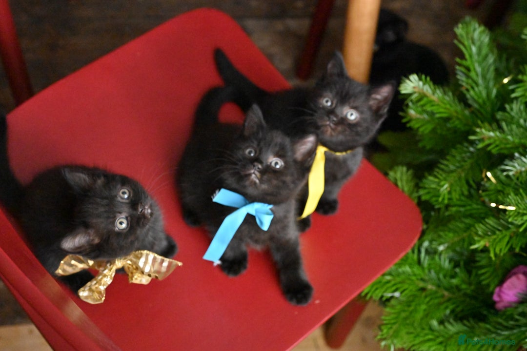 British Shorthair cats for sale: British Shorthair x Persian Kittens Available Now! - Advert 27