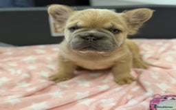 French Bulldog dogs for sale: Visual fluffy French bulldog puppies! - Image 7