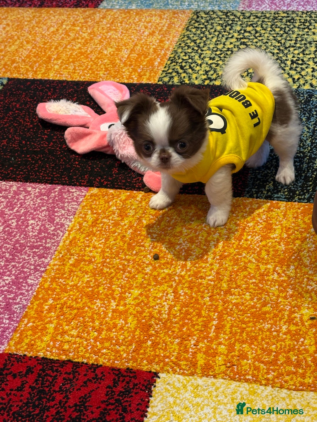Chihuahua dogs for sale: Long haired Russian Chihuahua - Image 7