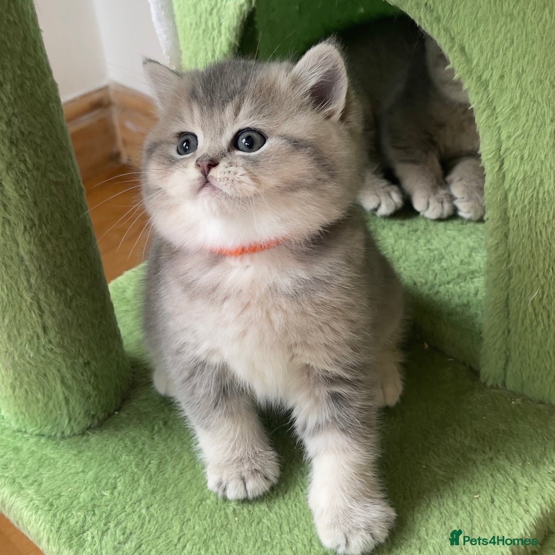 British Shorthair cats for sale: 3 GCCF British Shorthair Kittens– Champion Lines - Image 13