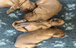 Mixed Breed dogs for sale: Rare Litter of Golden Irish puppies available  - Image 14