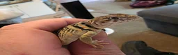 Lizard reptiles for sale: CB26 Wichita Mountain Blue Collared Lizard  - Advert 3