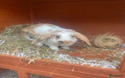 English Lop rabbits for sale:  rabbit plus hutch - Image 3