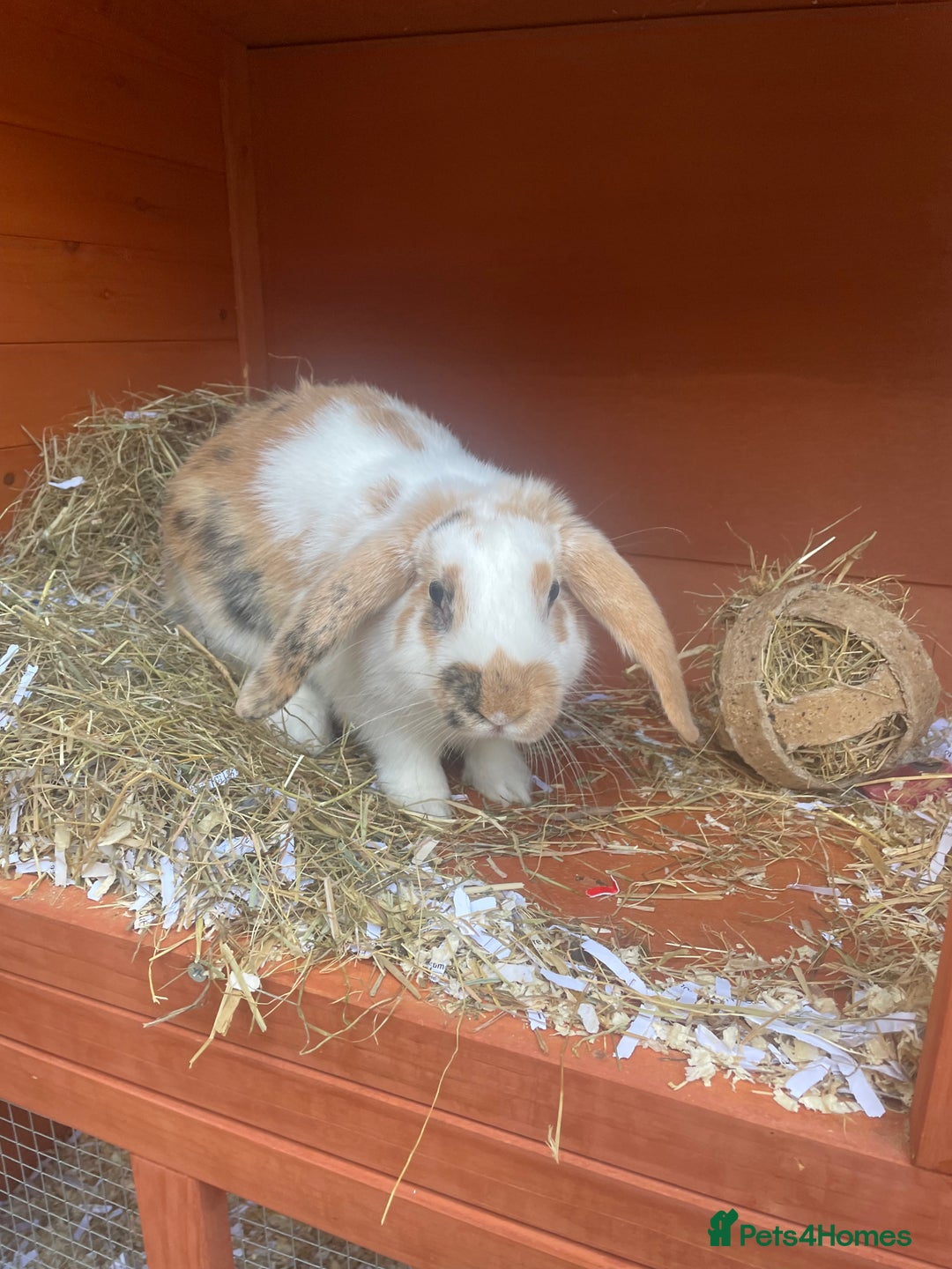 English Lop rabbits for sale:  rabbit plus hutch - Image 3