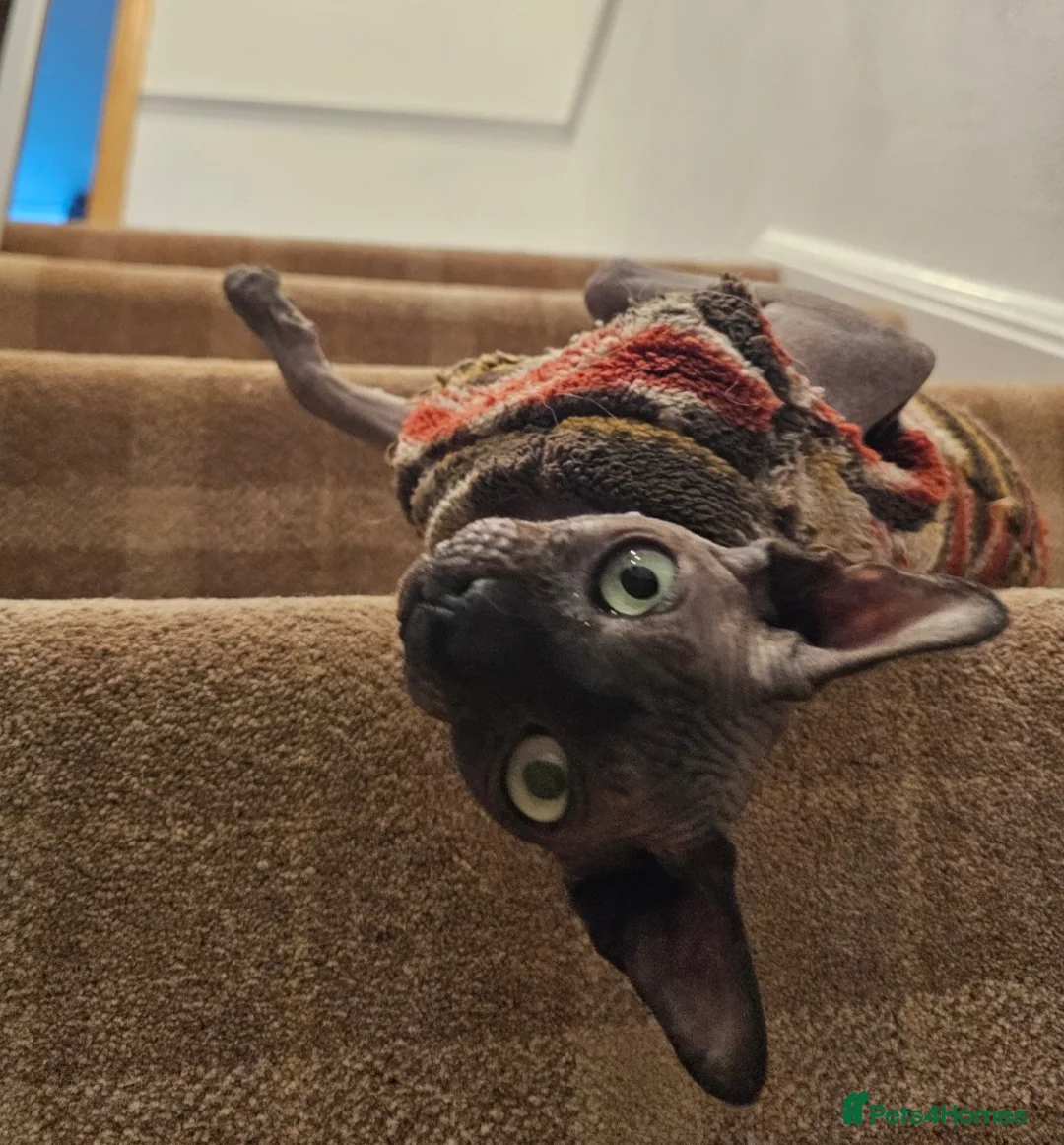 Sphynx cats for sale: Sphynx boy  - Advert 1