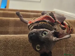 Sphynx cats Sphynx boy - Advert 1