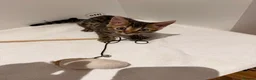 Bengal cats for sale: Adorable kittens for sale - Advert 9