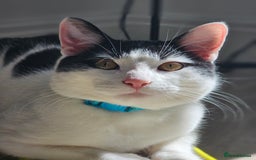 Domestic Shorthair cats for sale: Goku is looking for a new home💓 - Advert 1