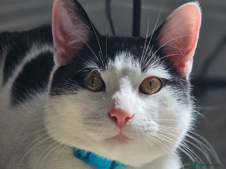 Domestic Shorthair cats Goku is looking for a new home💓 - Advert 3