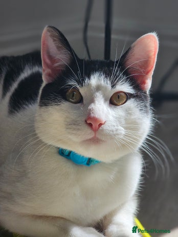 Domestic Shorthair cats Goku is looking for a new home💓 - Advert 1