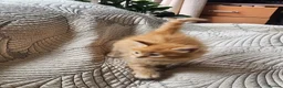 Maine Coon cats for sale: Maine Coon ginger Ready Now!! Absolutely gorgeous! - Advert 34
