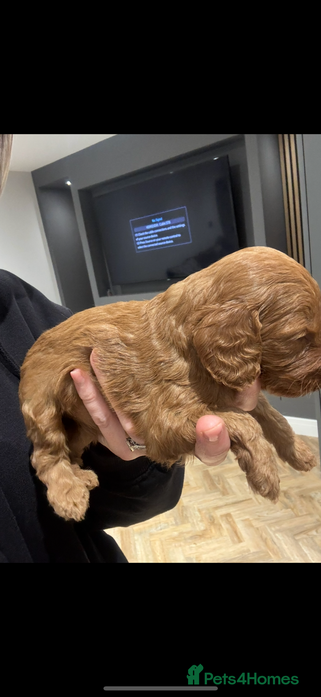 Cockapoo dogs for sale: Beautiful deep red f1b cockapoos  - Image 10
