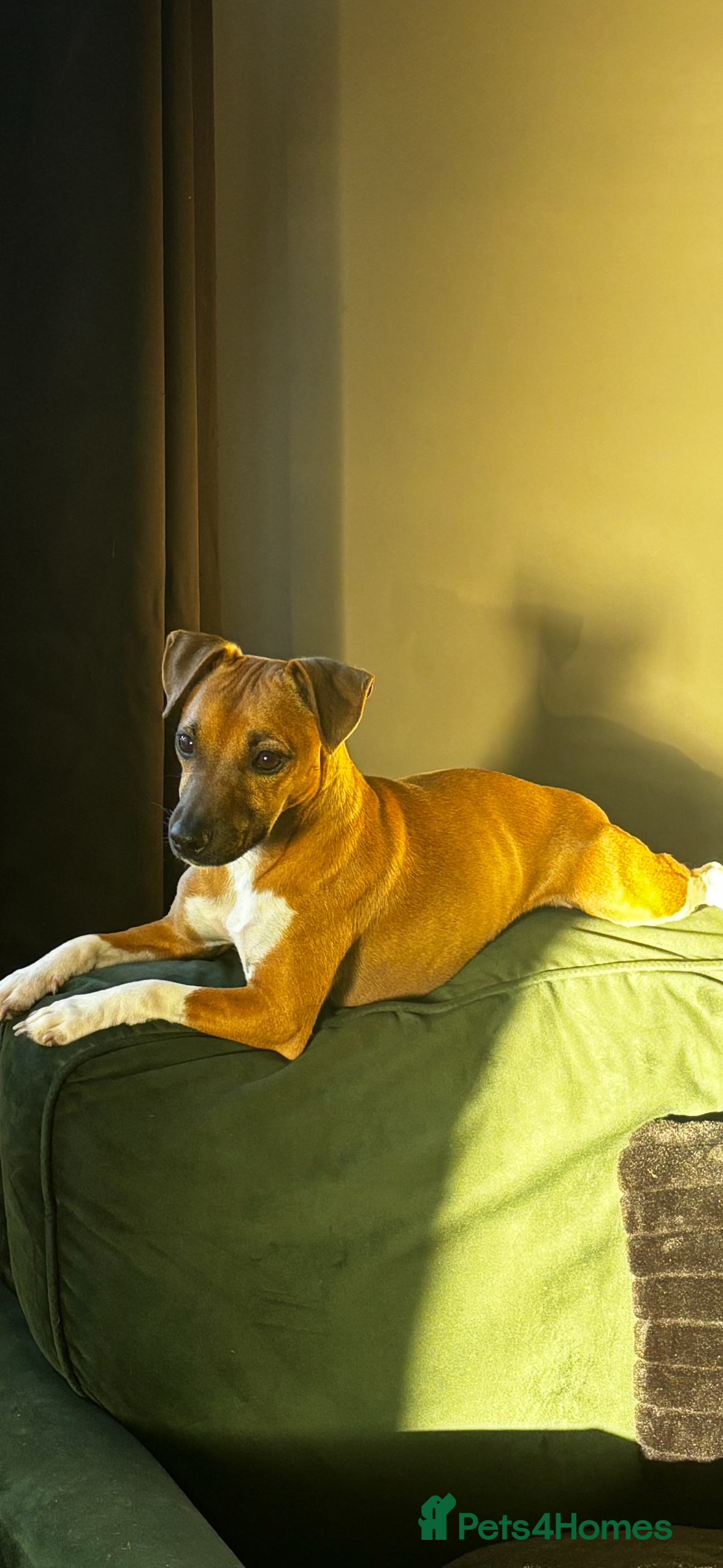 Plummer Terrier dogs 2 boys available  - Advert 3