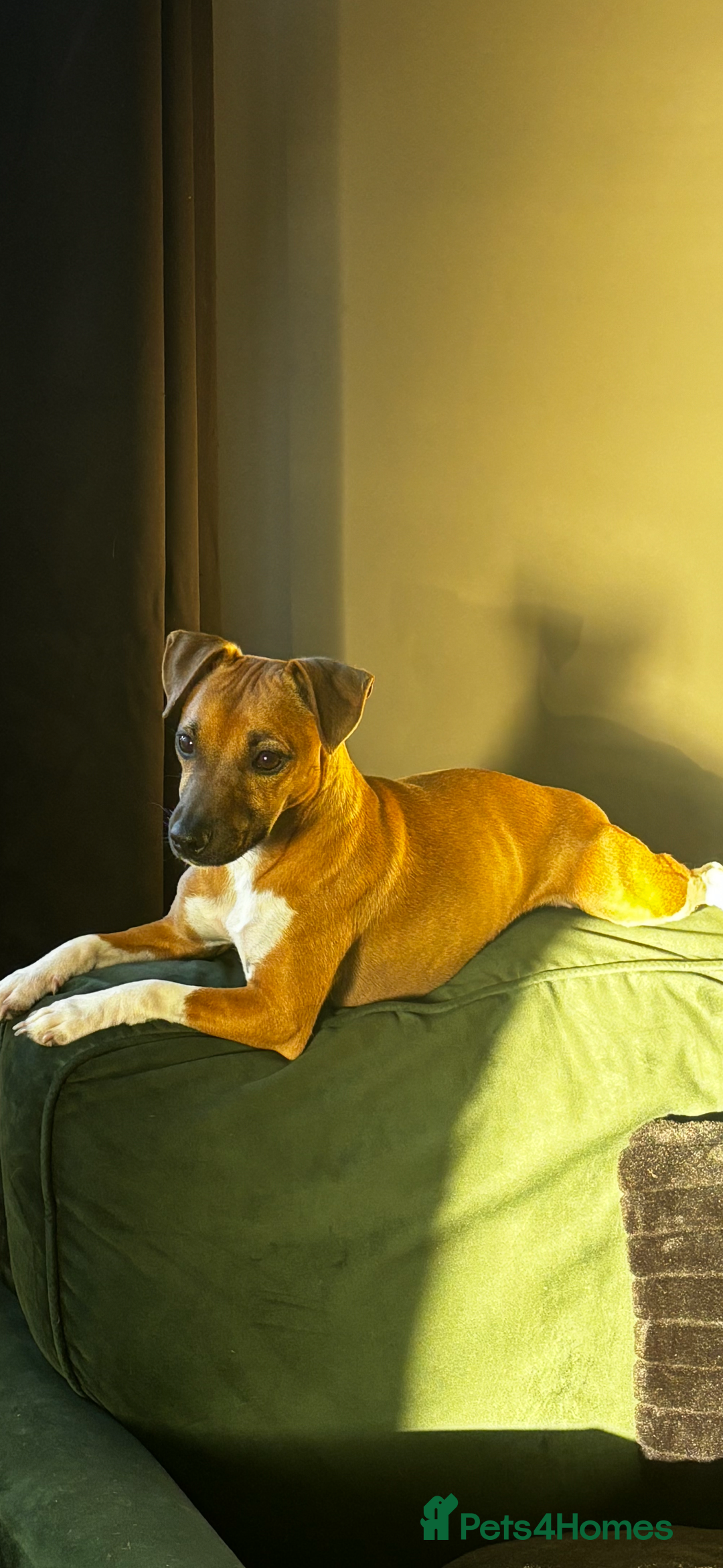 Plummer Terrier dogs for sale: 2 boys available  - Advert 1