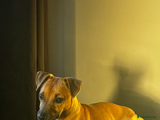 Plummer Terrier dogs 2 boys available - Advert 1