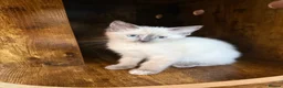 Ragdoll cats for sale: Female ragdoll kitten - Advert 1