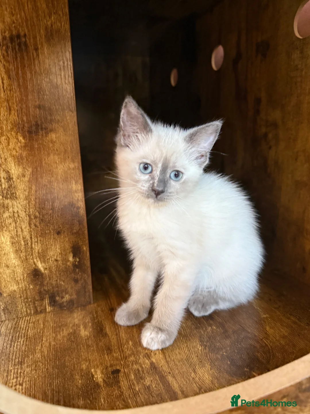 Ragdoll cats for sale: Female ragdoll kitten - Advert 1