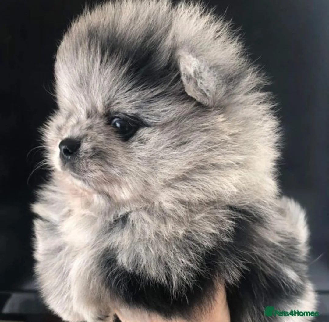 Pomeranian dogs for stud: 💚 RUSSIAN CHOC MERLE 🧸BEAR POM CARRY LILAC/TAN💚 in Romford - Advert 14