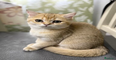 British Shorthair cats - Advert 9