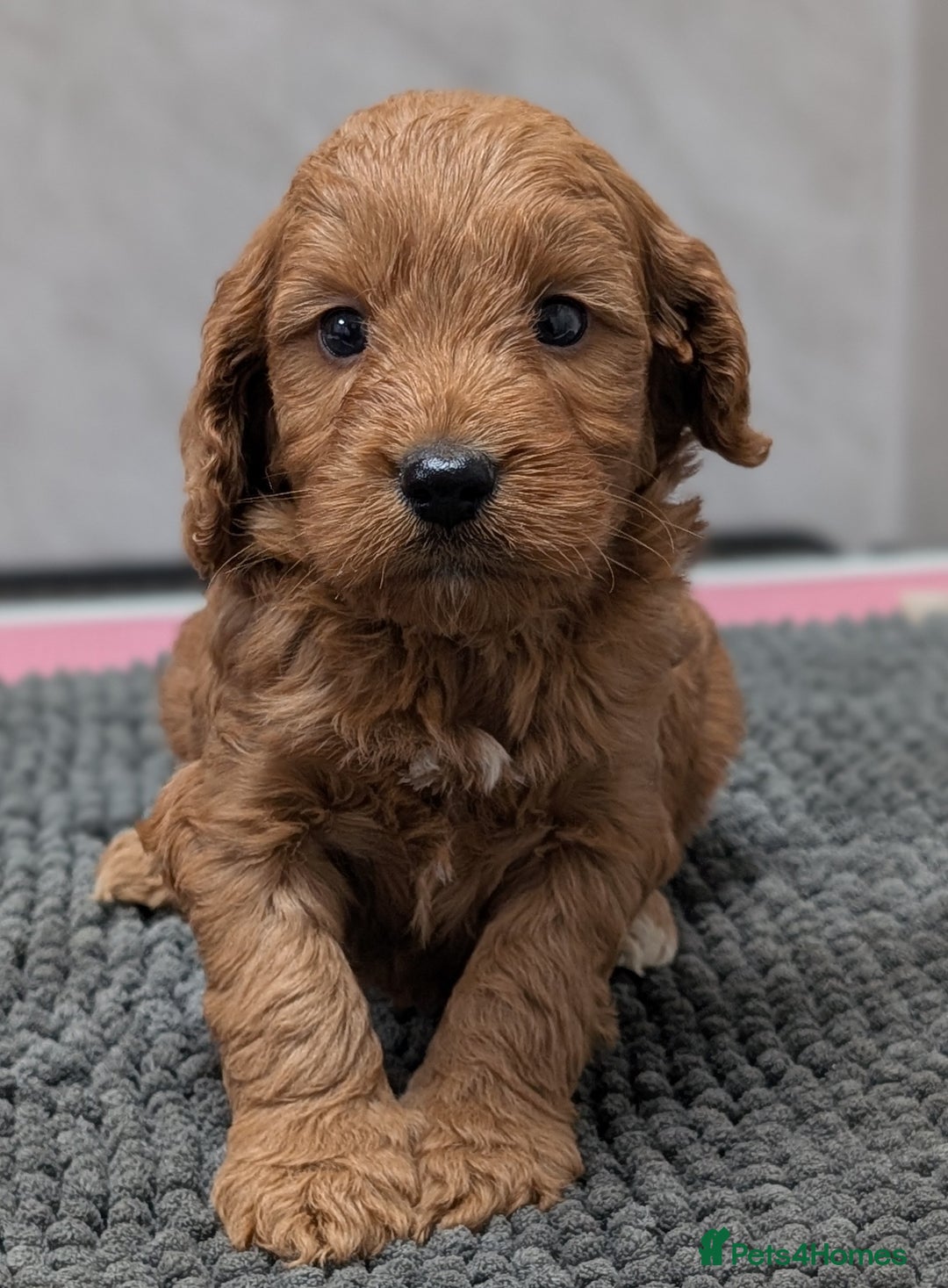 Cockapoo dogs for sale: Licensed breeder, health tested F1 cockapoo pups - Advert 3