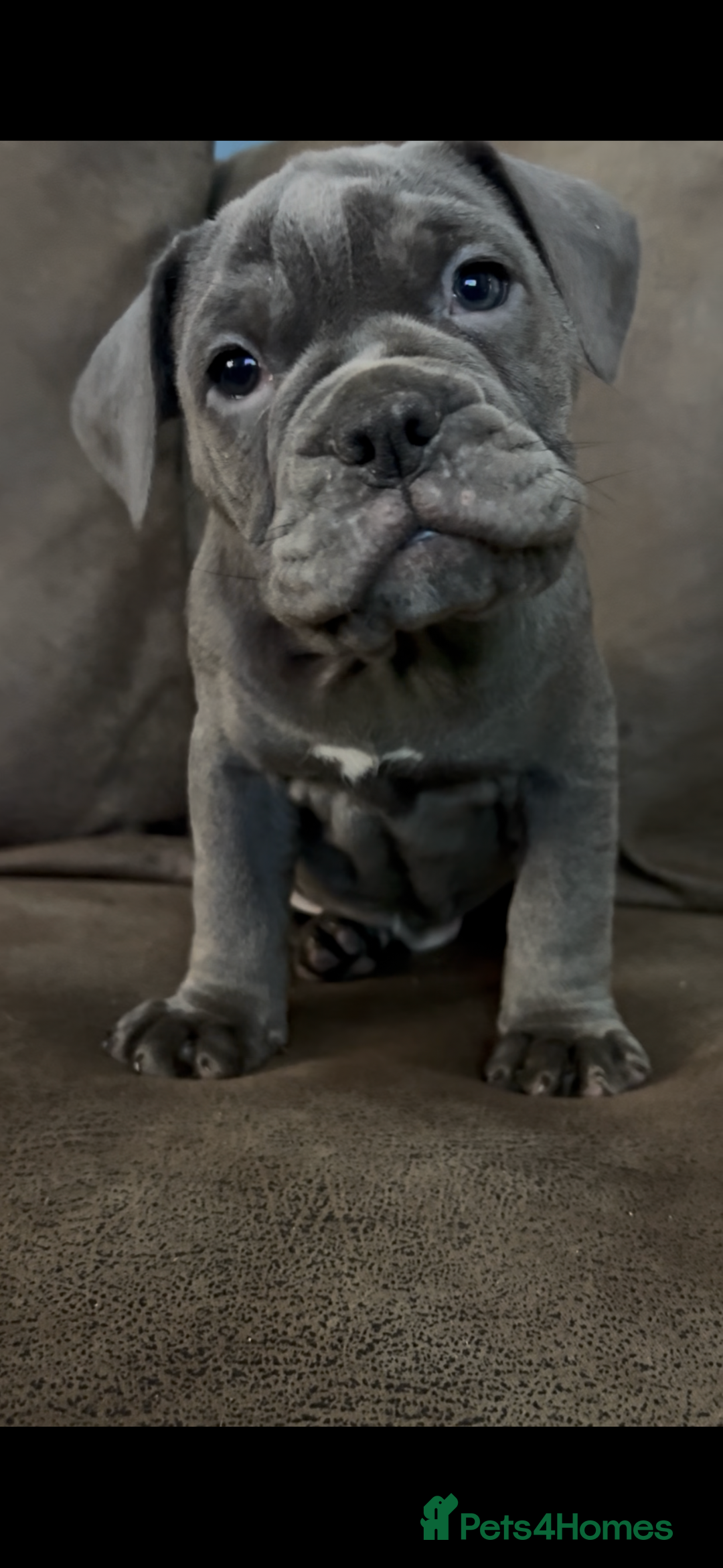 Olde English Bulldogge dogs for sale: Our last OEB Girl is looking for a forever home - Advert 3