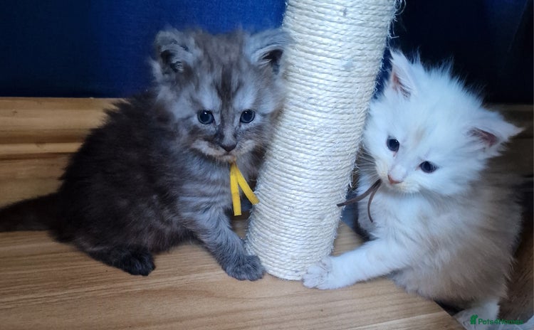 Maine Coon cats - Advert 1