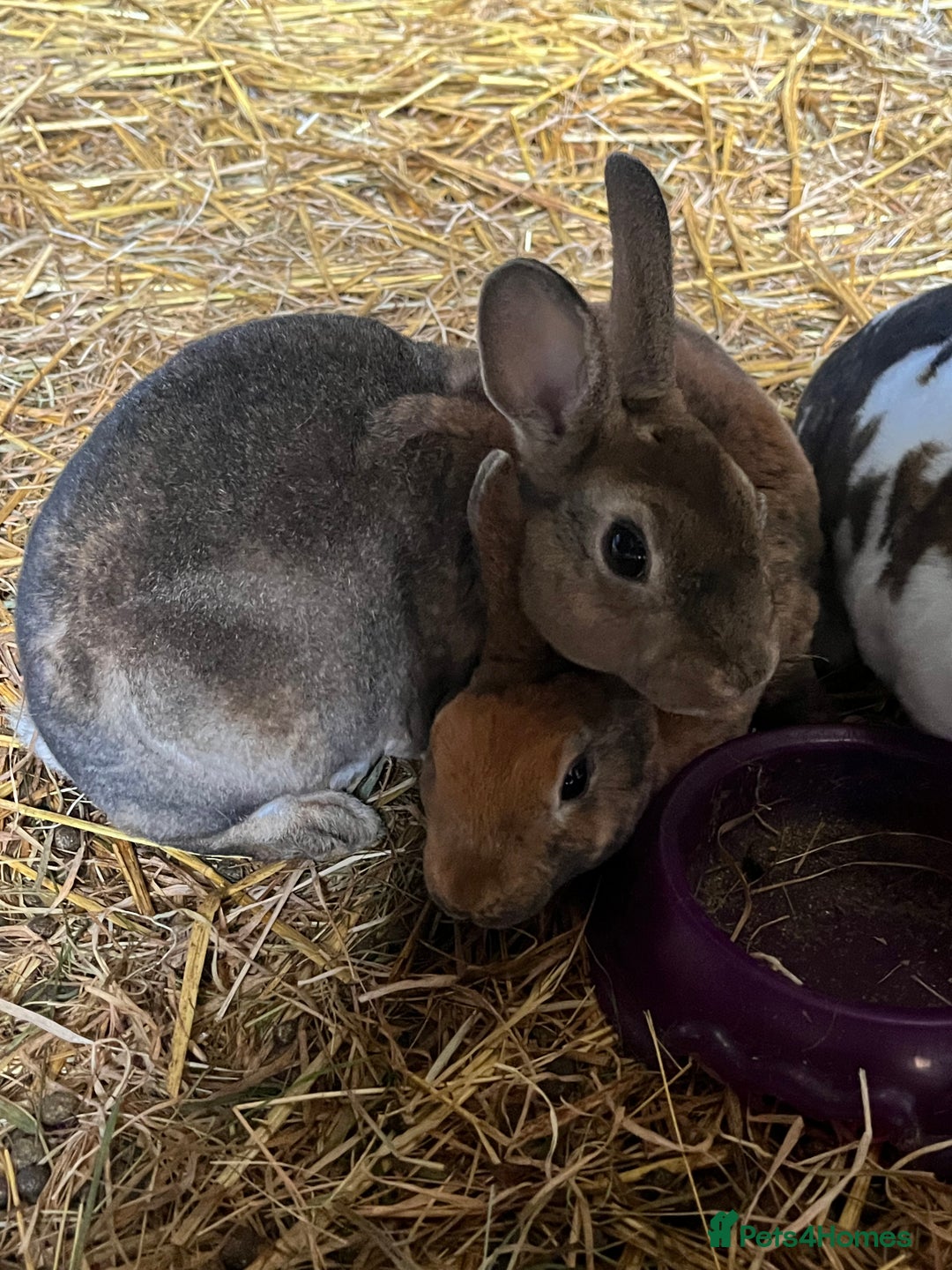 Rex rabbits for sale: Rex babies  - Advert 3