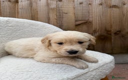 Golden Retriever dogs for sale: Mini golden retrievers very rare Dakota sport  - Image 6