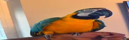 Macaws birds for sale: Very tame Blue & Gold Macaw - Advert 3
