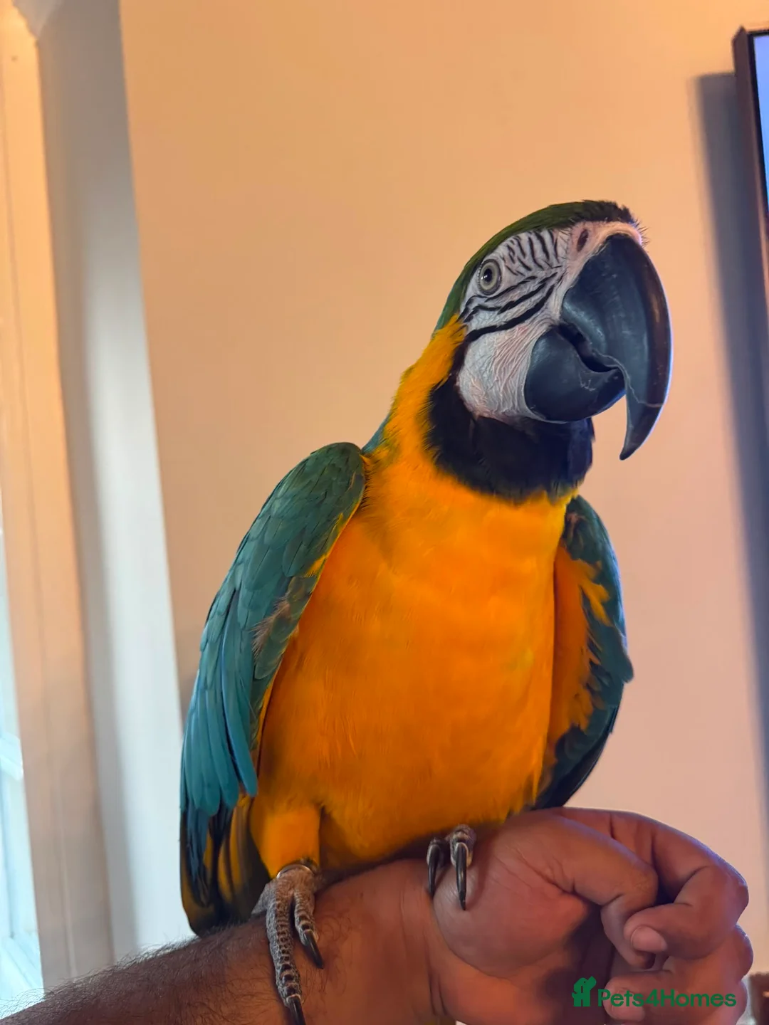 Macaws birds for sale: Very tame Blue & Gold Macaw - Advert 3