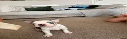 French Bulldog dogs for sale: French bulldogs  - Advert 3