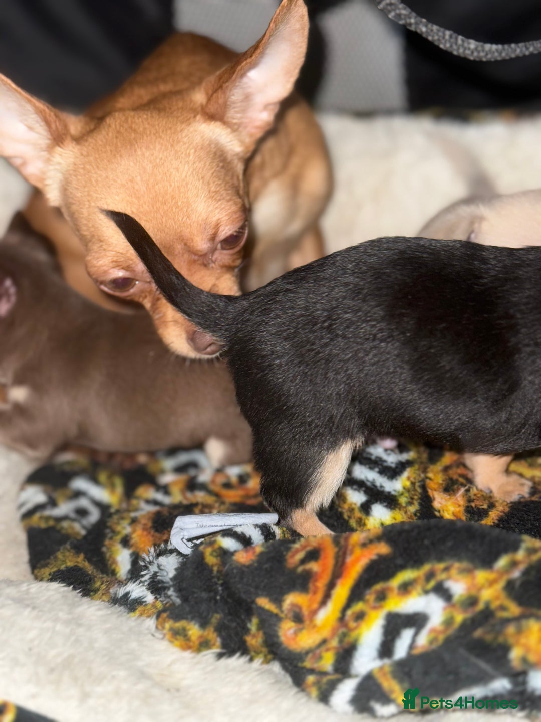 Chihuahua dogs for sale: Chihuahua Puppies For Sale! - Image 4