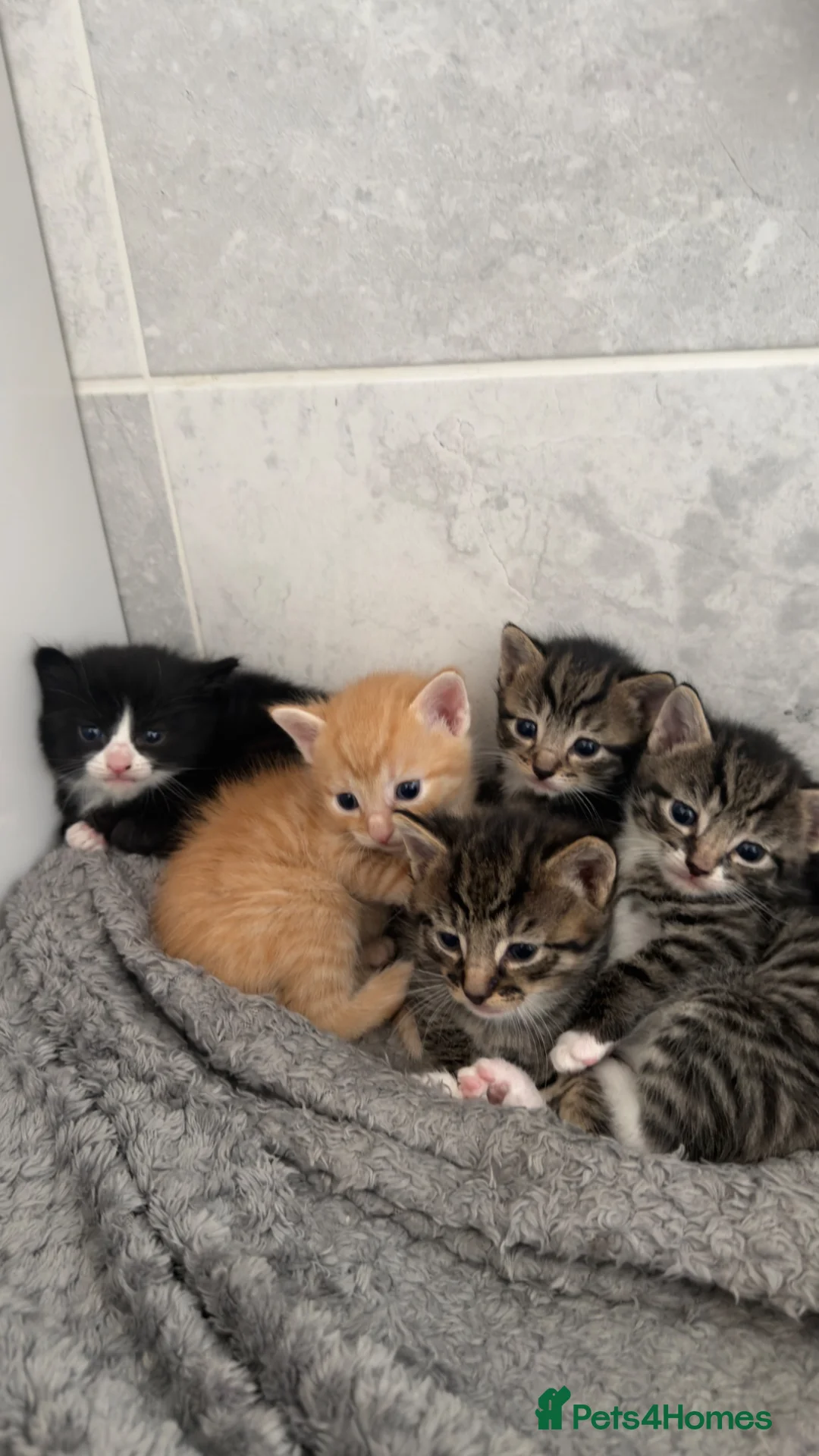 Mixed Breed cats for sale: Beautiful kittens for sale  in Bedford - Advert 2